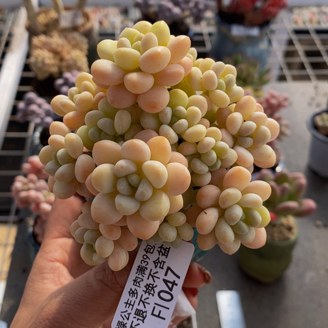 洛可可047/8cm多肉