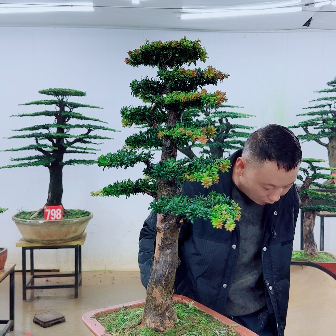 太***世无花朵盆景园林……