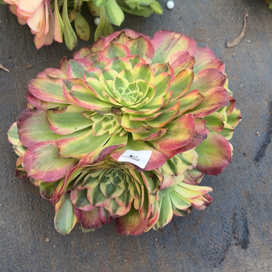 217海棠无根多肉仔细一看