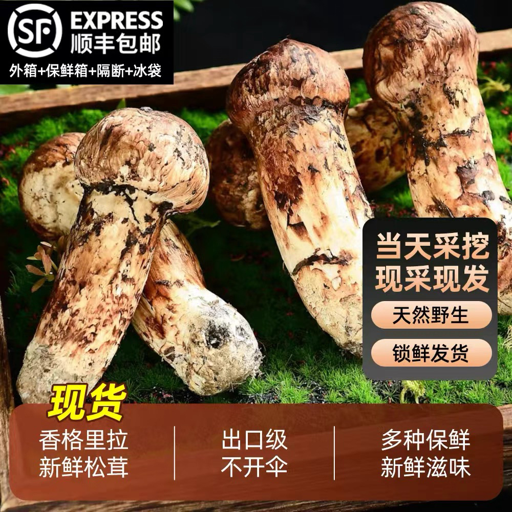 2025年当天下山的云南香格里拉新鲜松茸煲汤刺身油煎