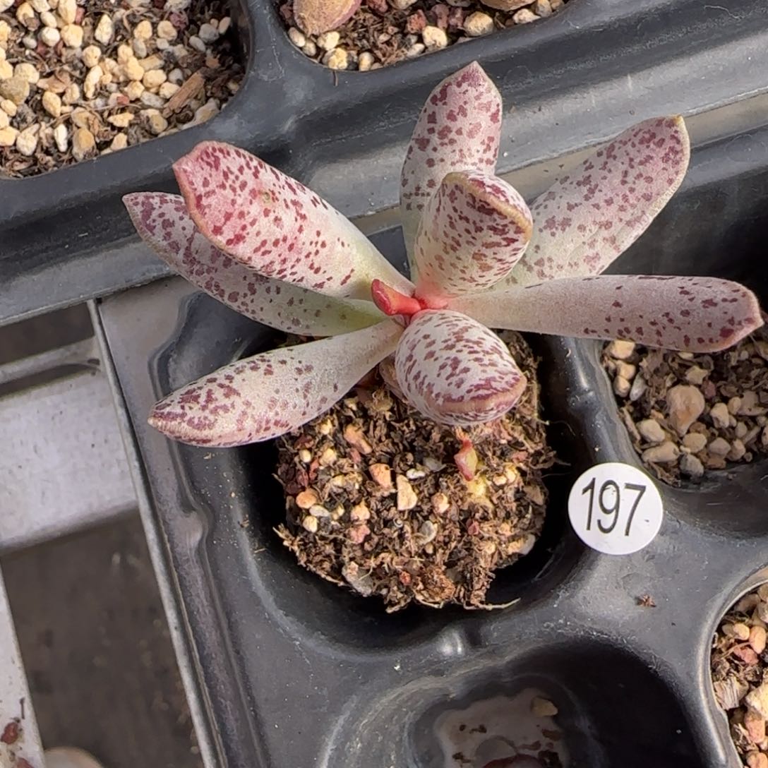 武特白紫水泡多肉植物197