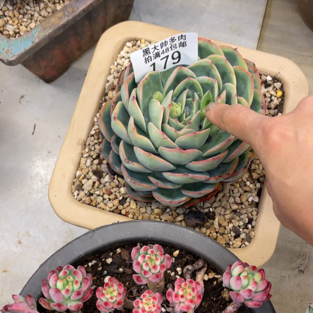 黑大帅多肉179大单头