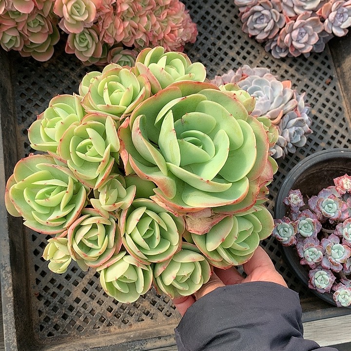 鸡蛋碧桃qqqqqqqqq