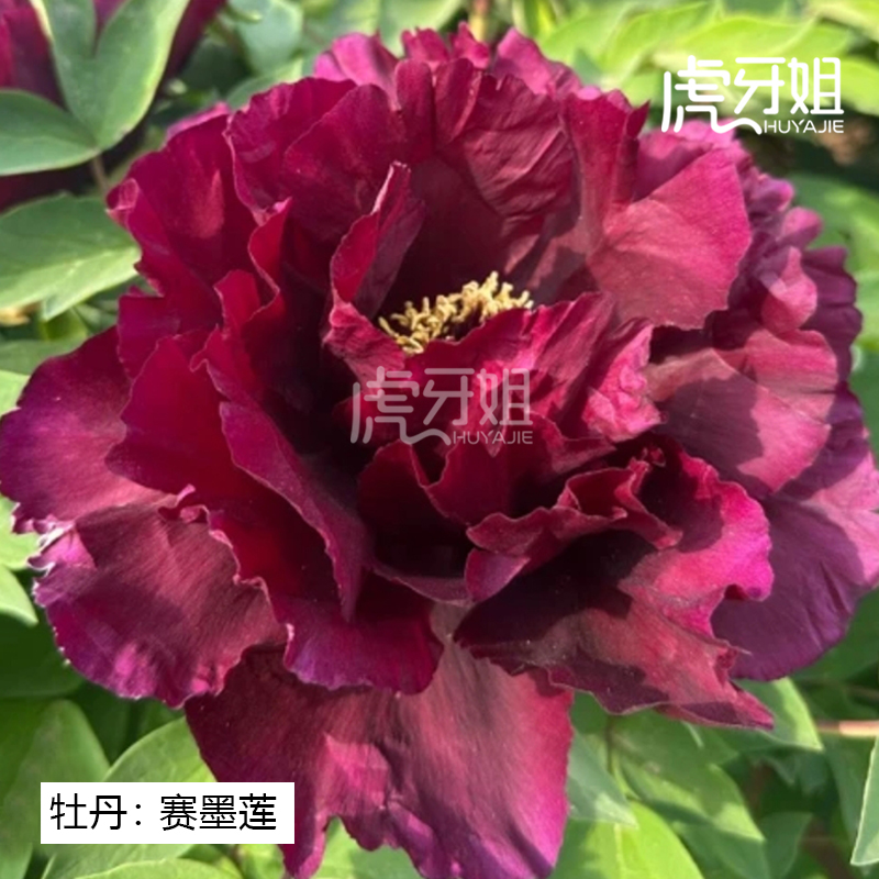 【赛墨莲】裸根牡丹包对版-庭院阳台花卉墨紫红色重瓣大花