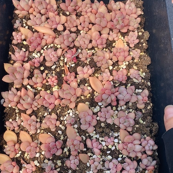 202 多肉植物盆栽花卉植物