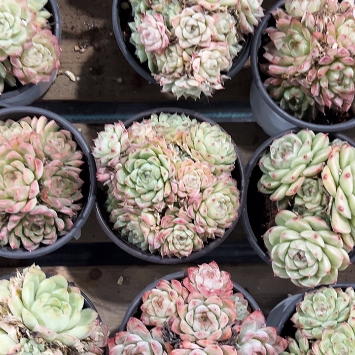 团046号。   圆盆麦杆