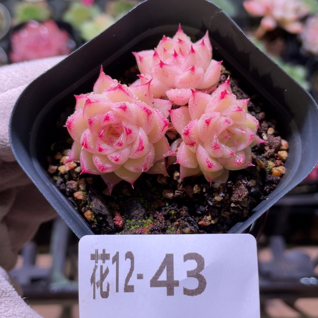 花利美12-43麦秆群