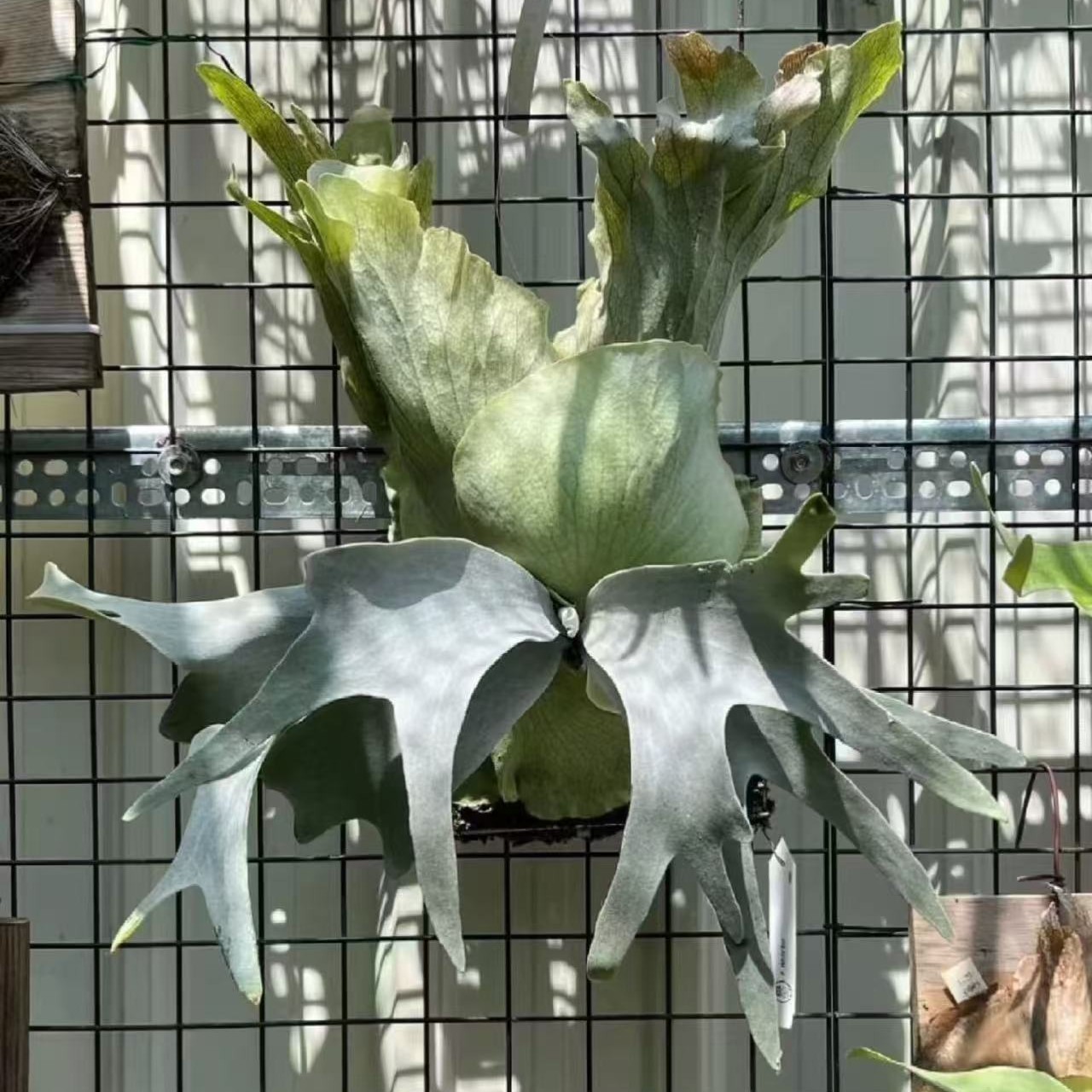 白蝙蝠 鹿角蕨 孢子苗 顺丰包邮