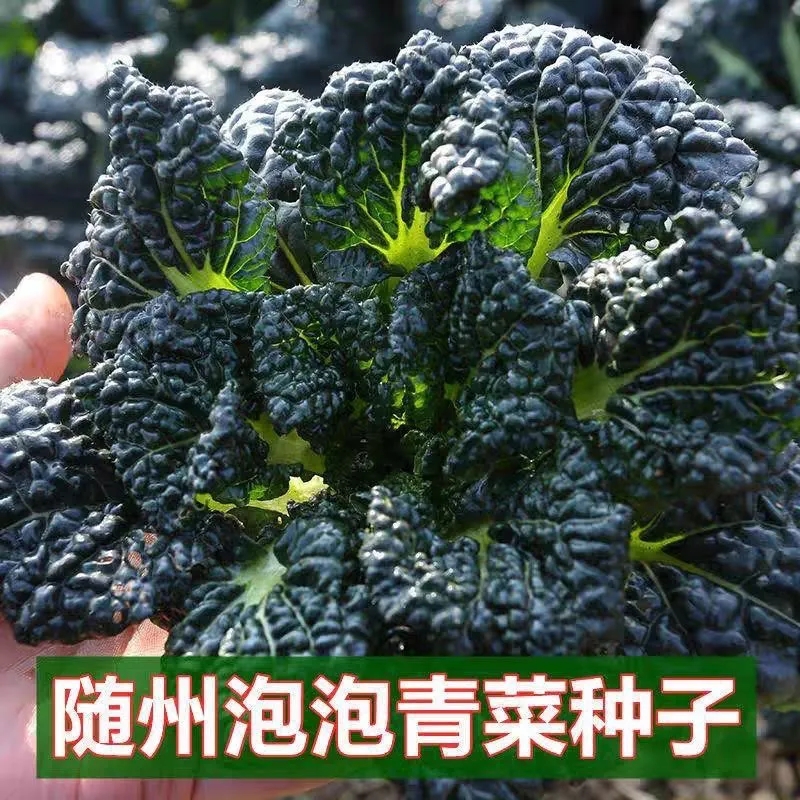 随州泡泡青菜种子耐寒耐抽苔养生菜蔬菜种子籽泡泡青黑油白菜种子