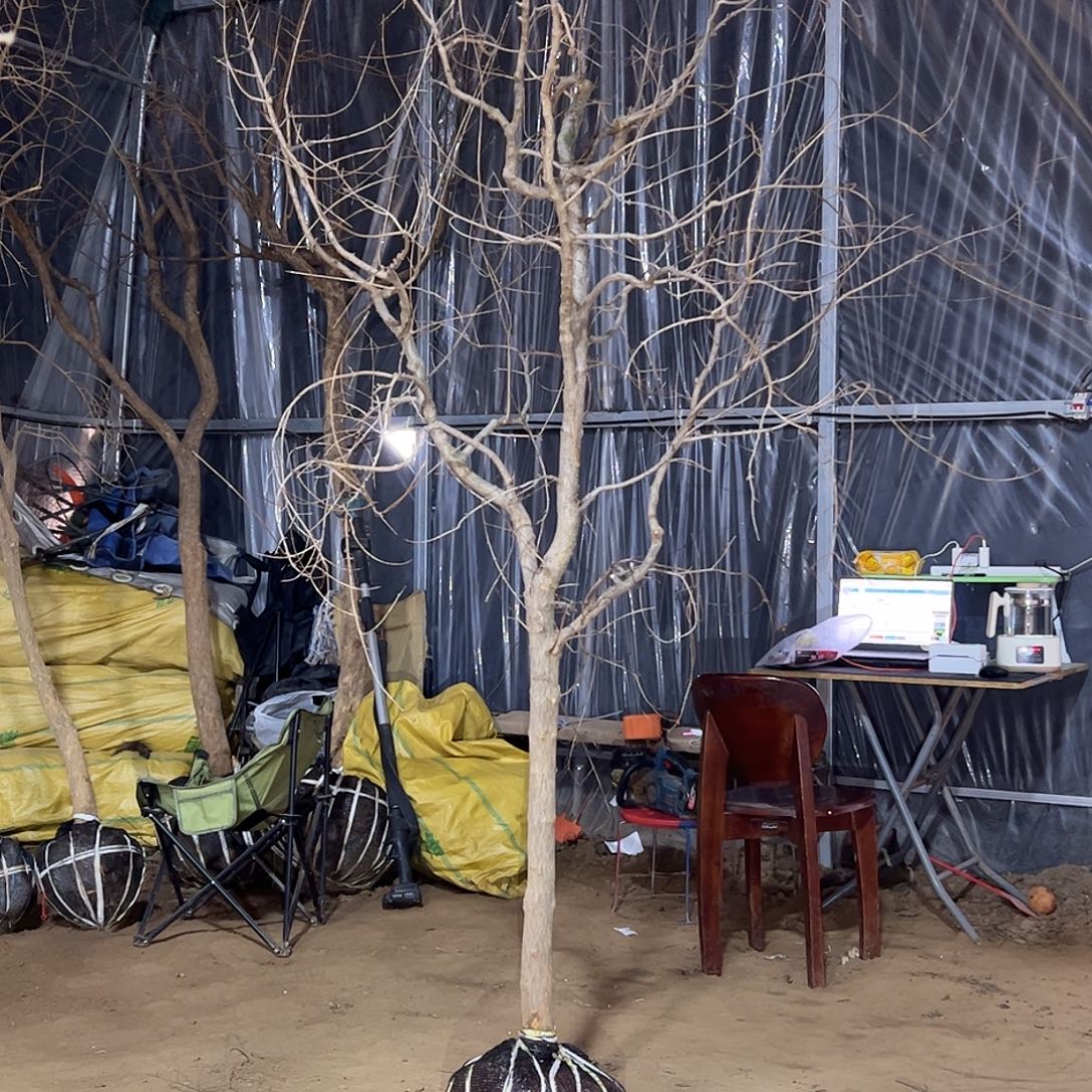 完全开放突尼斯软籽石榴树