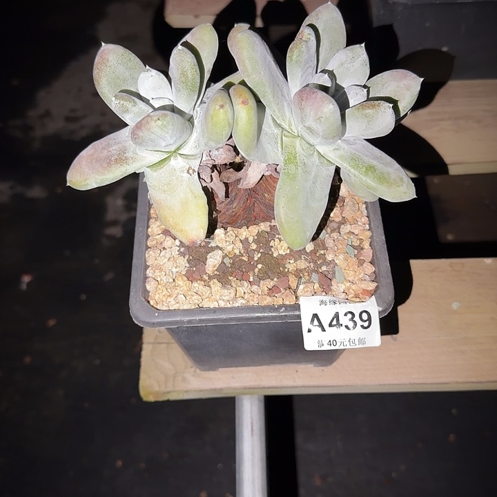 拇指仙女杯多肉植物