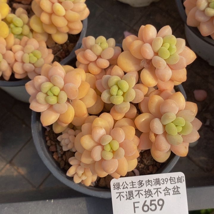 洛可可会掉叶8cm659多肉植物