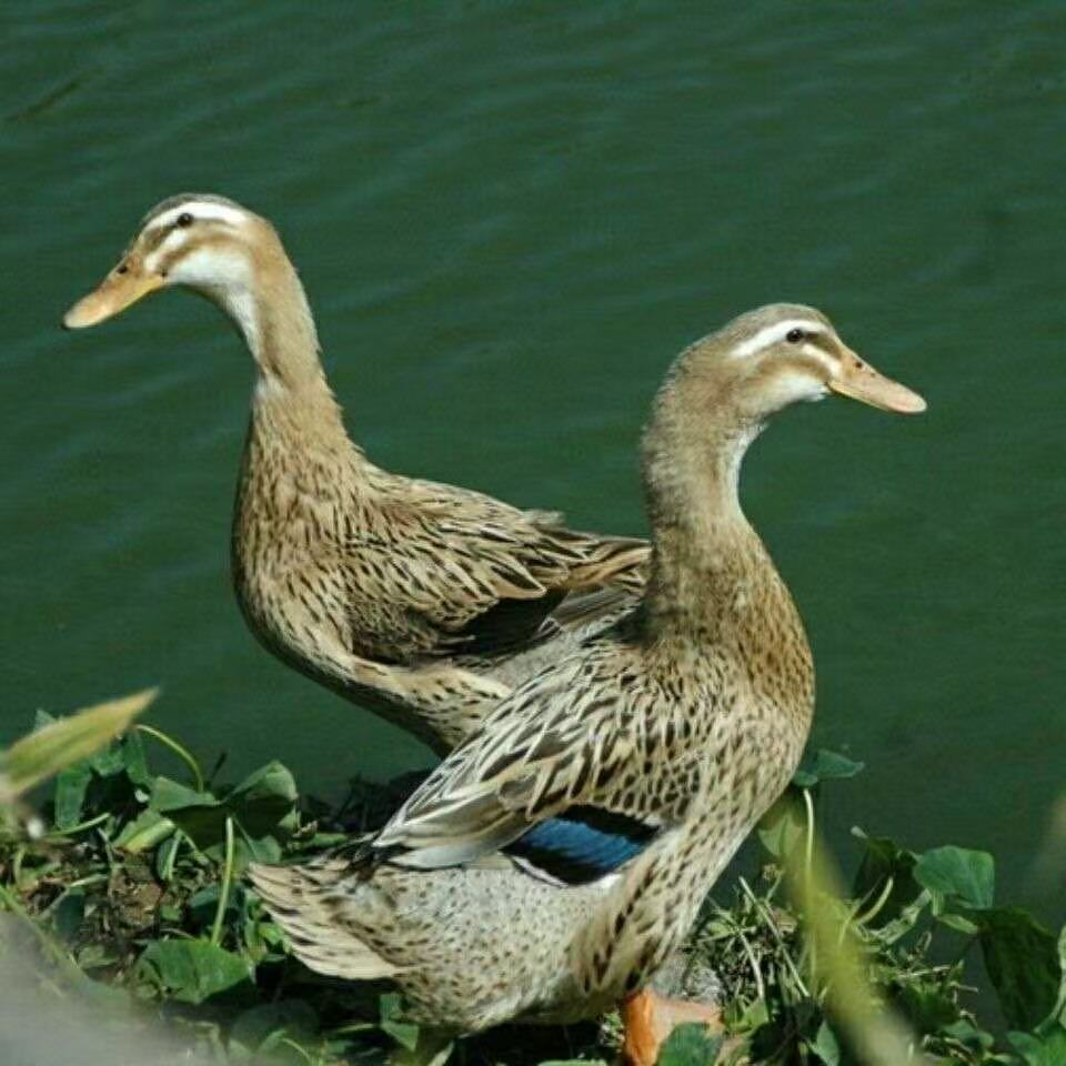 精选三只自然生长土麻鸭五谷喂养新鲜宰杀顺丰京东无掌翅JD