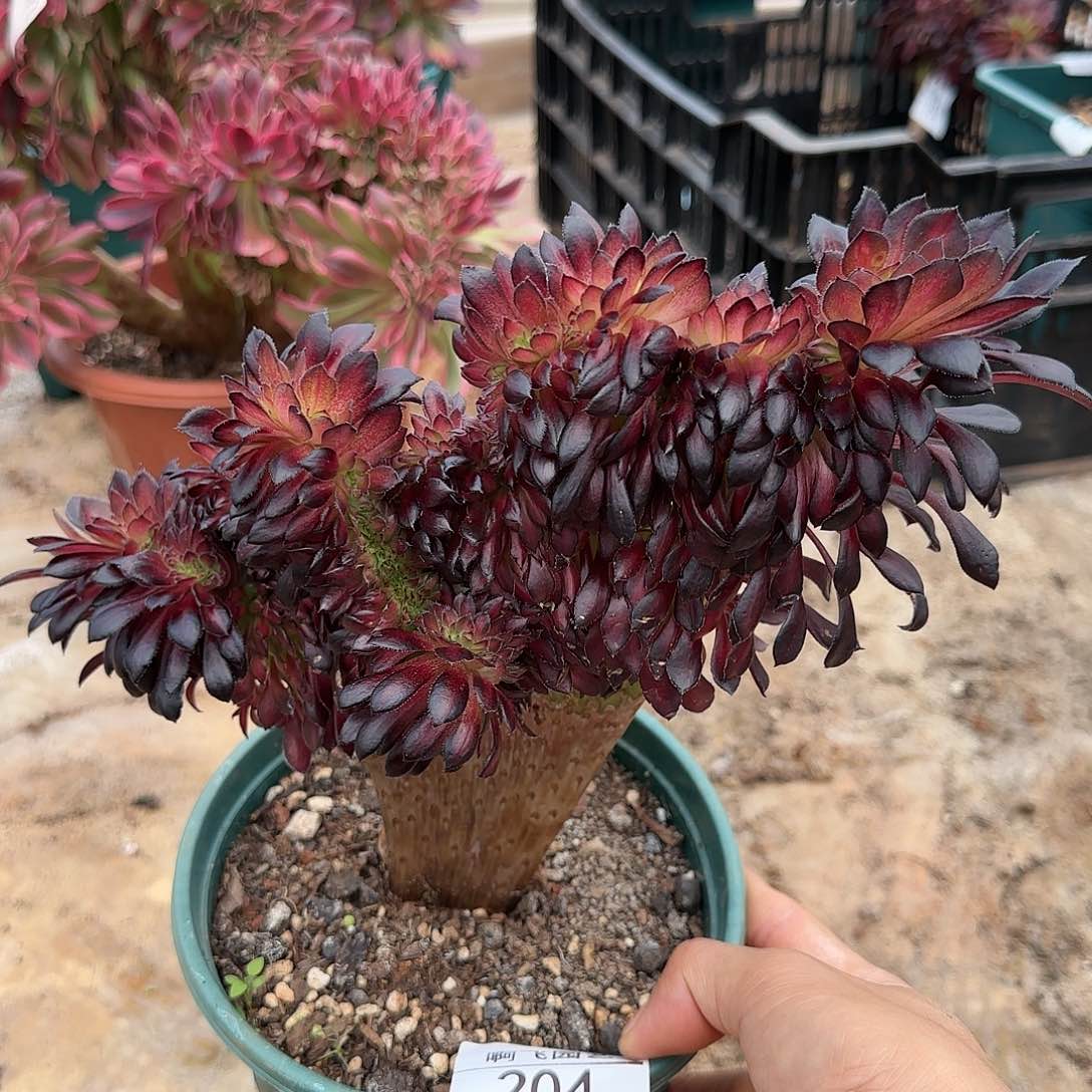 204多肉 墨颜缀法师