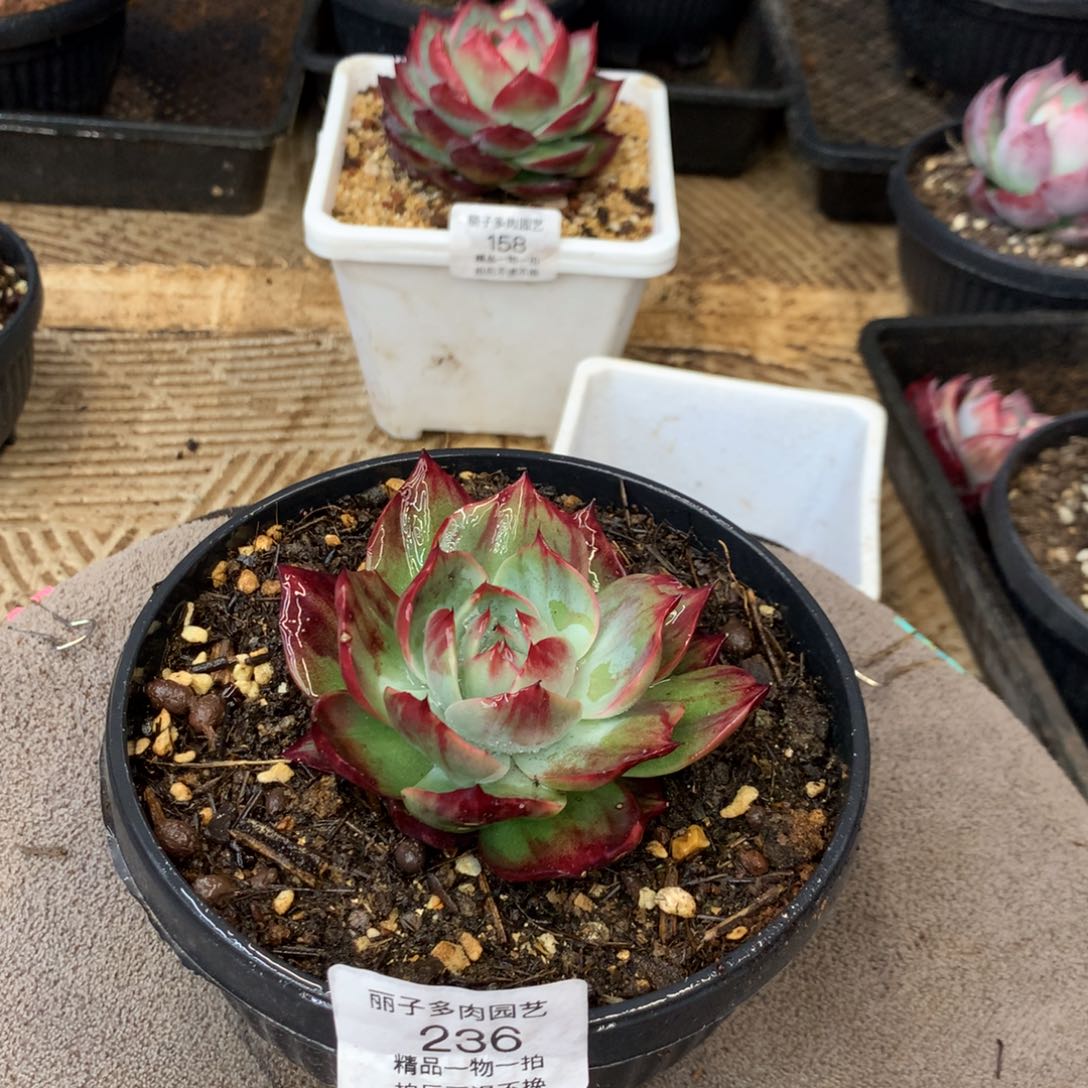 236惊鸿宽叶拉丝外翻。尺寸8。多肉植物