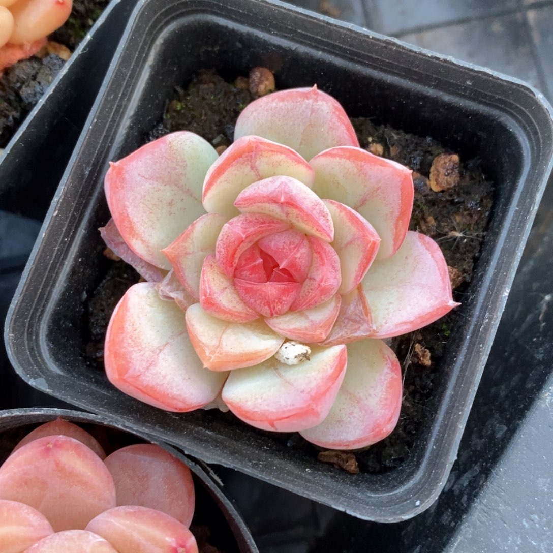 精品多肉一物一拍不包整46