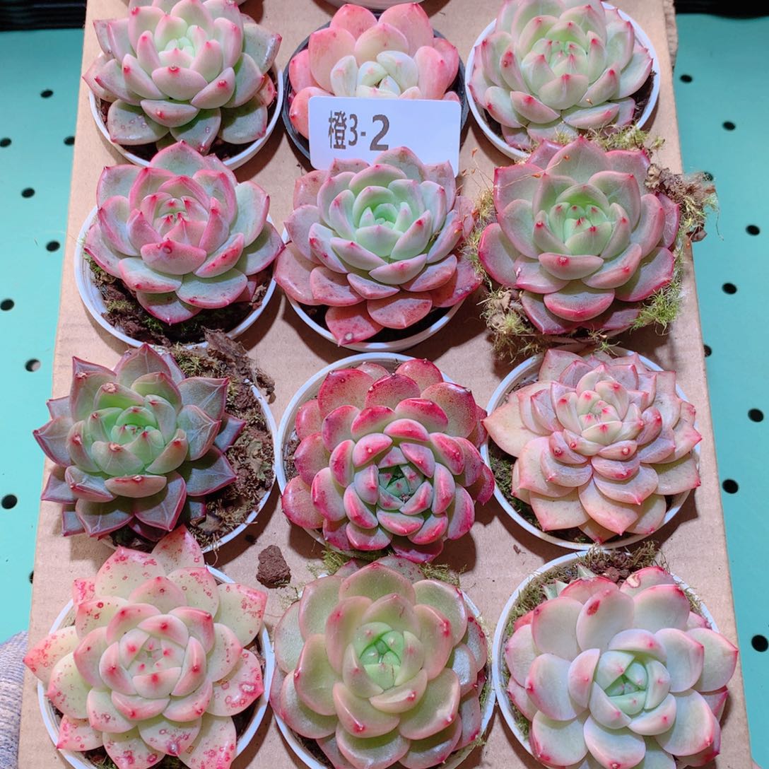 3-2一物一拍多肉带盆18颗