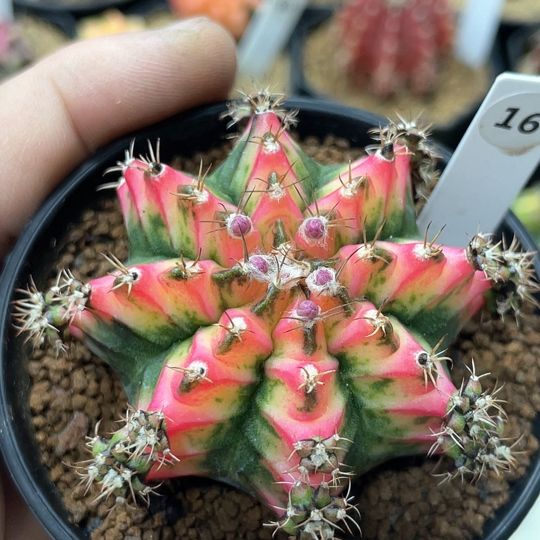 泰系名品侧，好彩