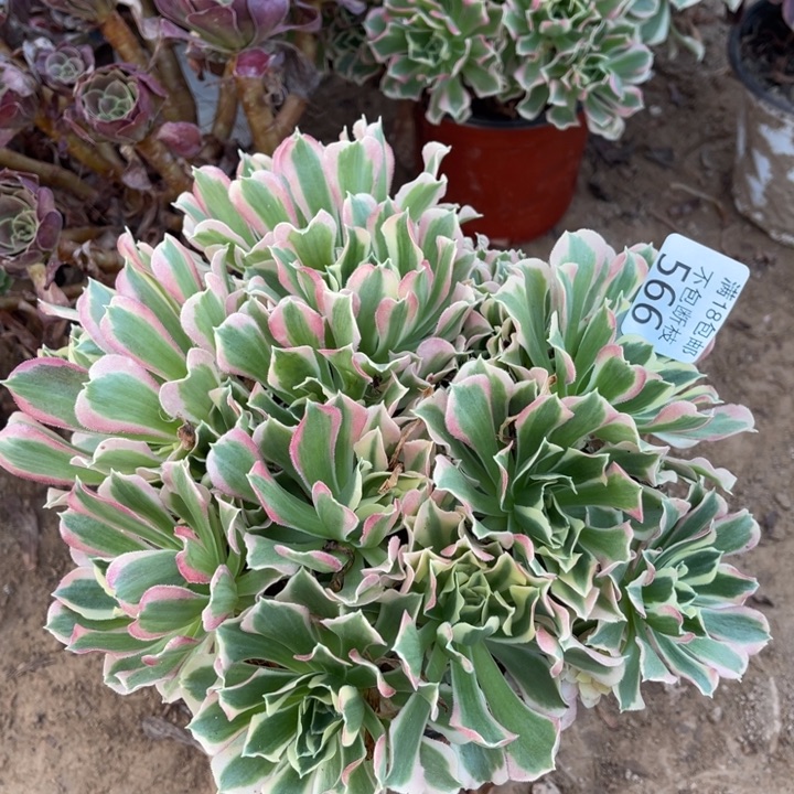 566白凤绣球1号棚