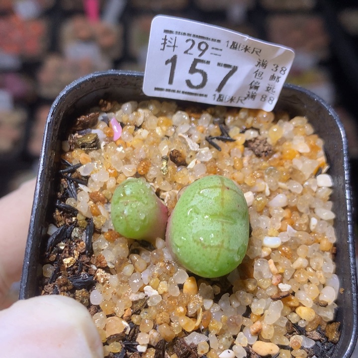 精品生生花29.157