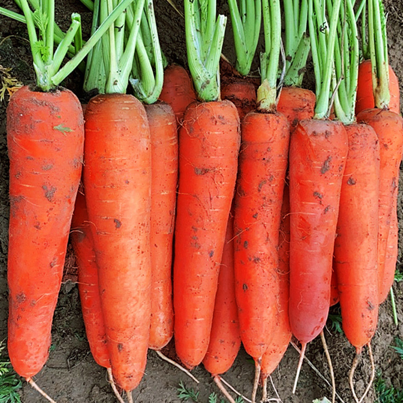 河南开封沙地胡萝卜5斤包邮 新鲜现挖脆甜沙地红萝卜农家蔬菜