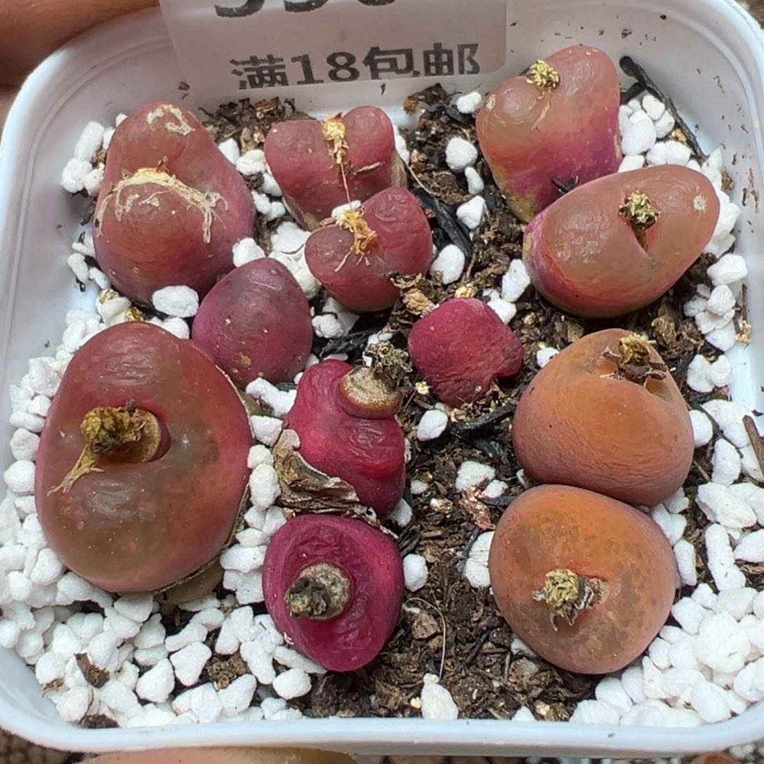 【闪购商品】 390。    