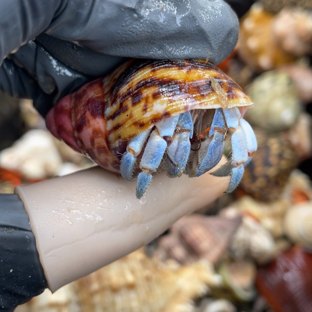 不退不换活体宠物108