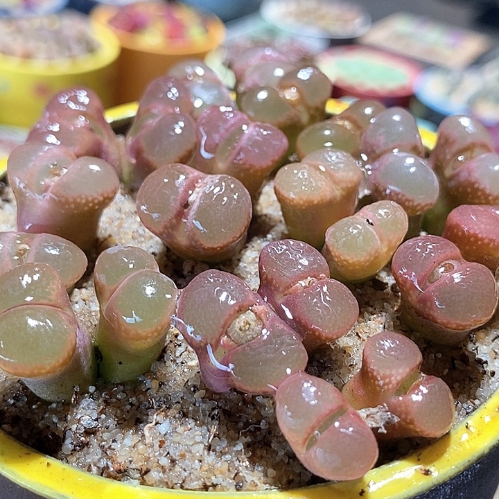 双头粉色风铃cm10一颗