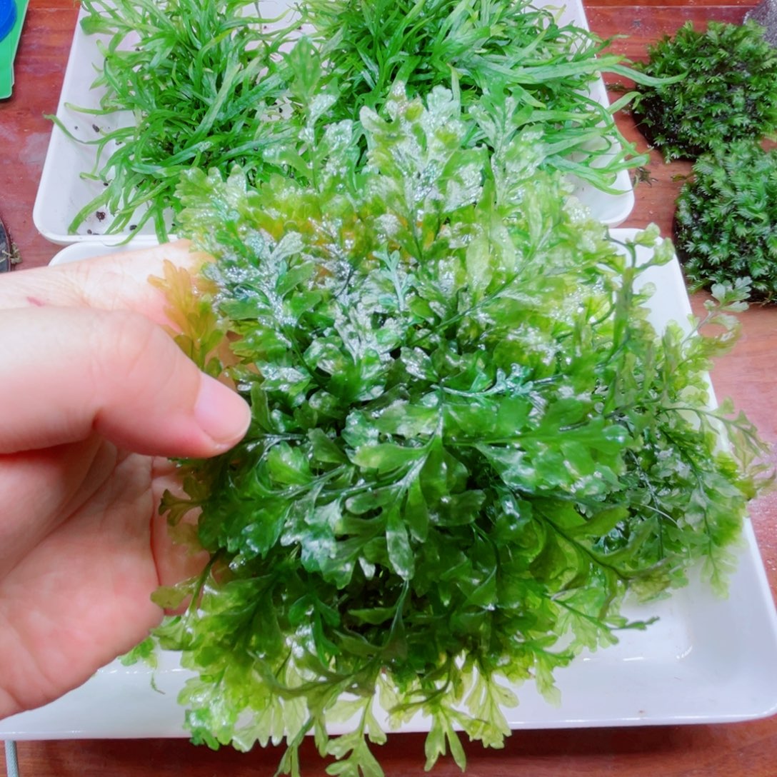 美小呆哇塞套餐一份