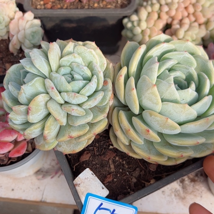 55劳林平平安安健健康康