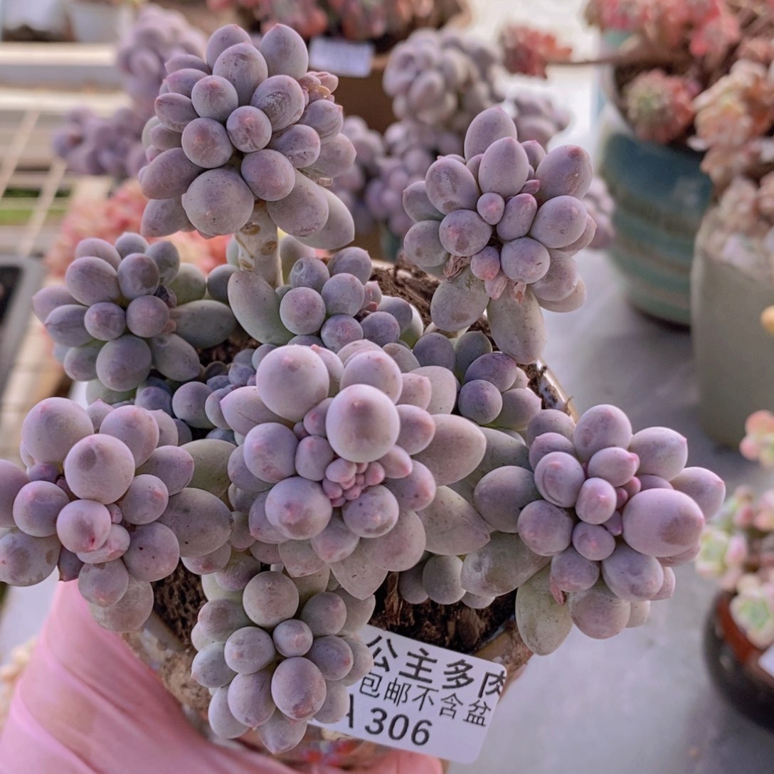 香水手指奶酪9cm306多肉植物