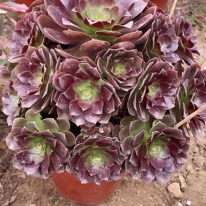 606赤焰莲多肉植物