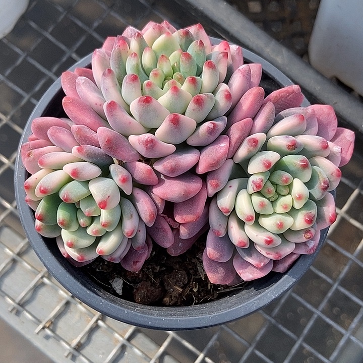 蓝苹果锦多肉植物