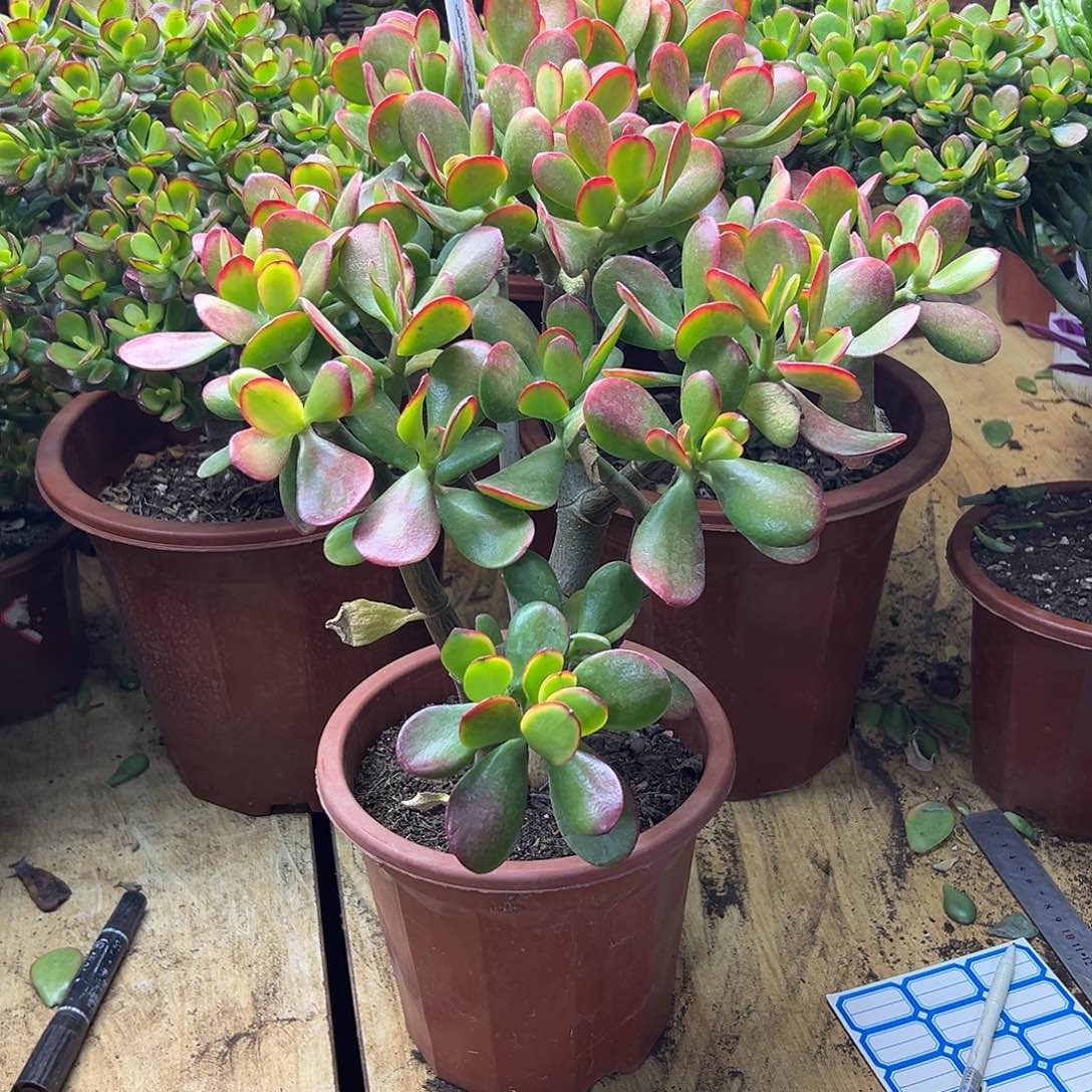 钢***哥完全开放黄金花月一物一拍