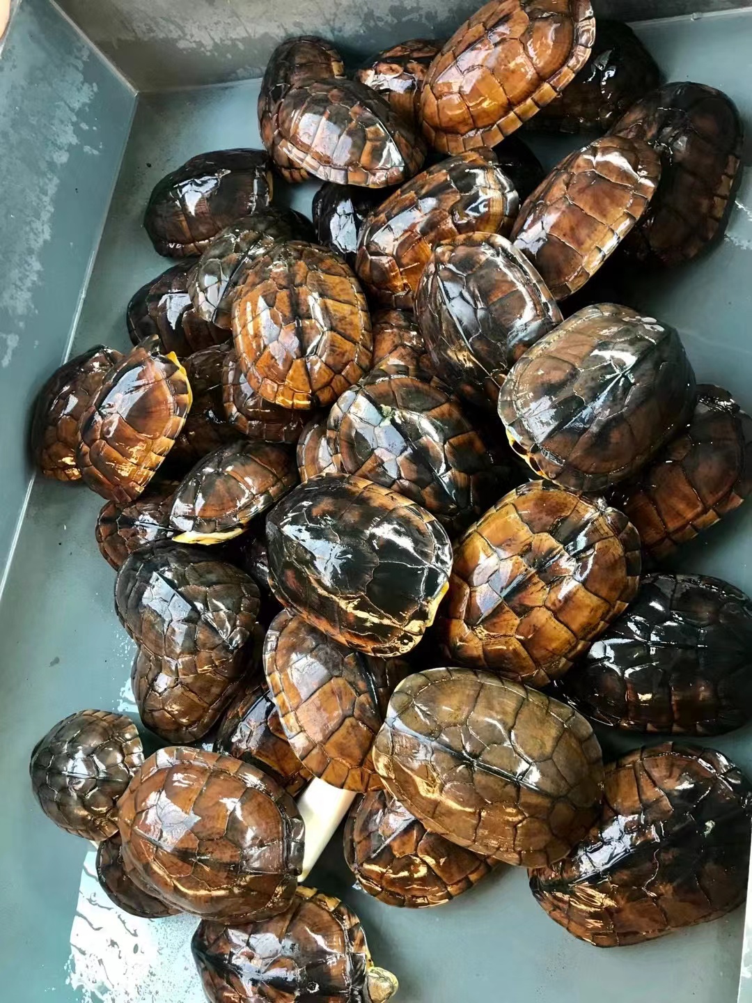 直播南石斑点黄缘各类乌龟链接