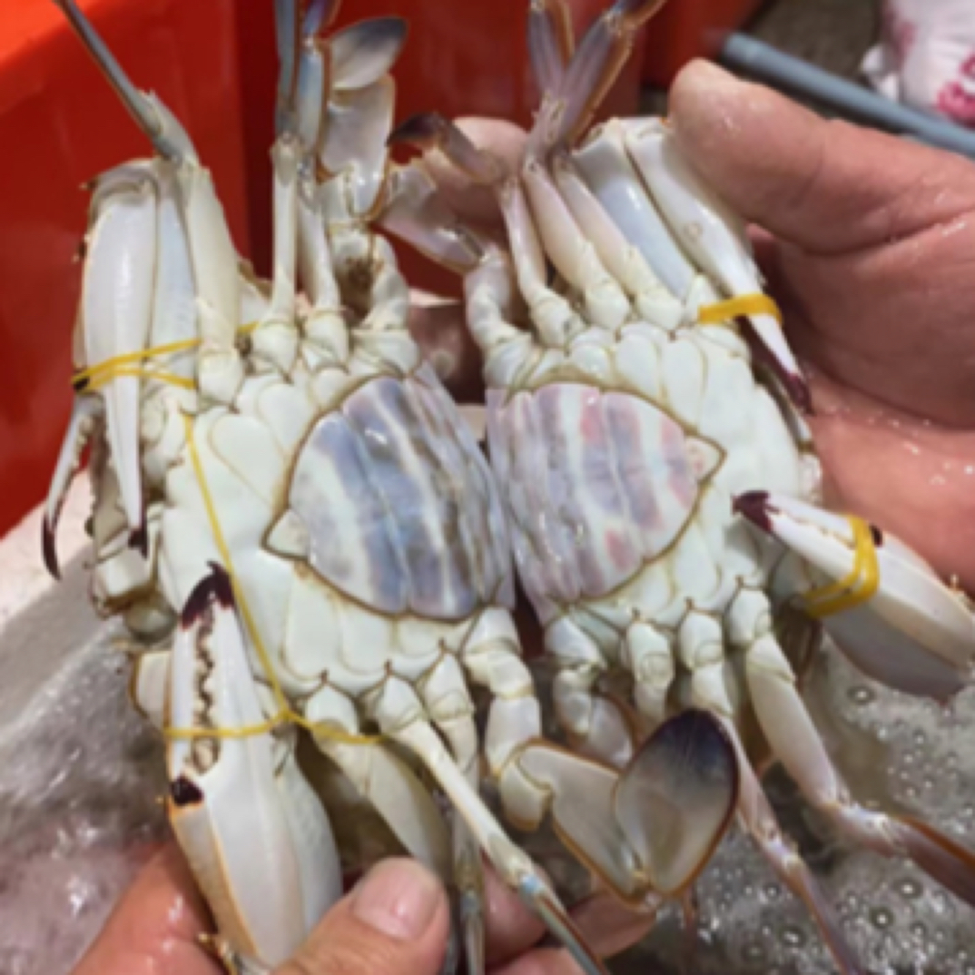 【保鲜不保活】1斤红膏母蟹（点红），单只规格2-3两，一斤大概3-4只 天气热运输过程容易缺氧保鲜不保活