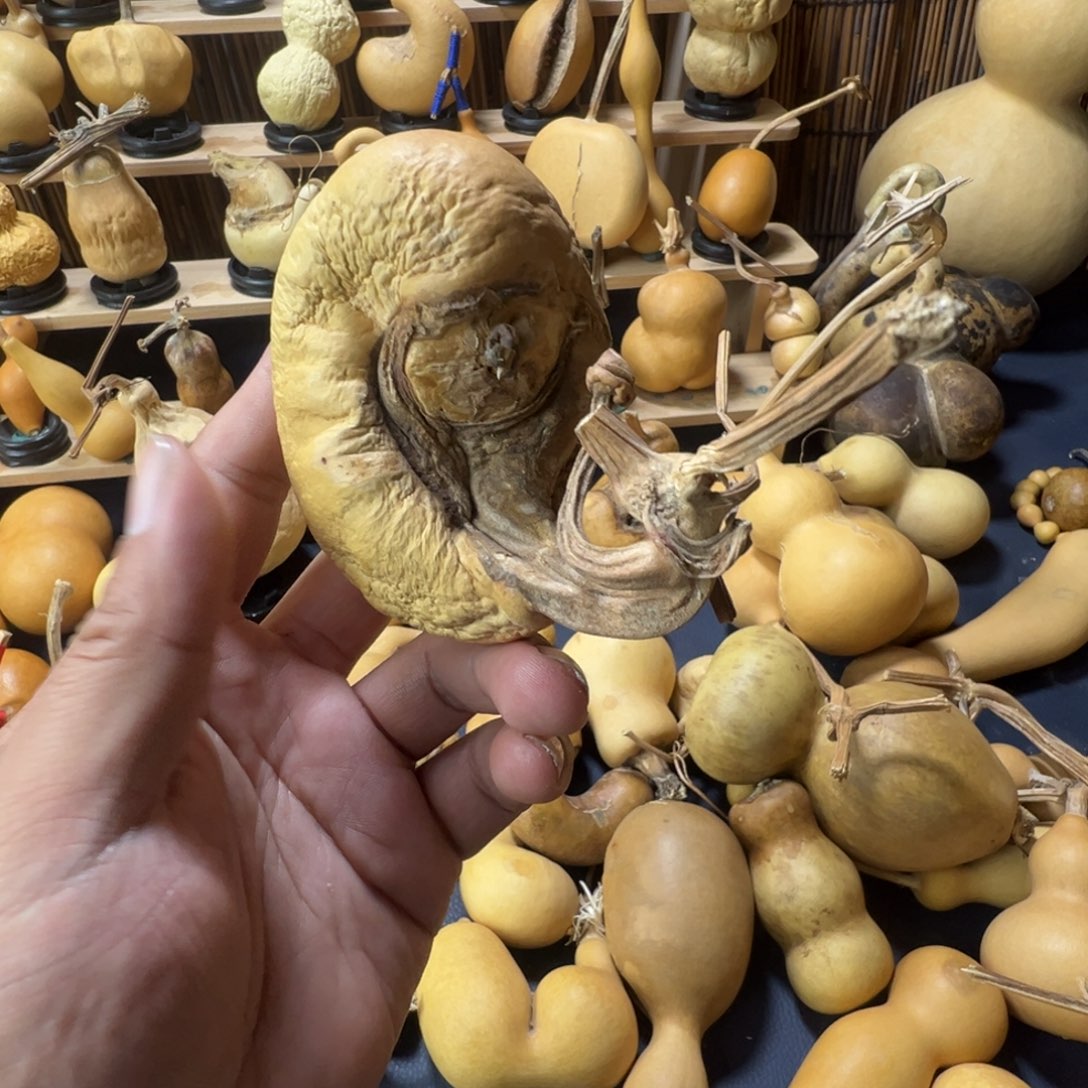 腰子精品抽抽葫芦