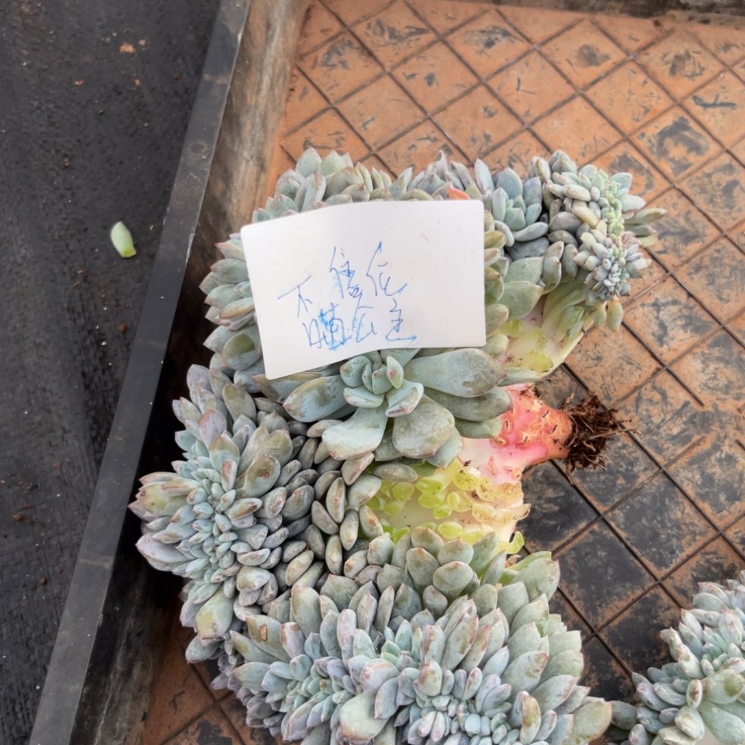 喵***主瑕疵不售后mnmjhkk