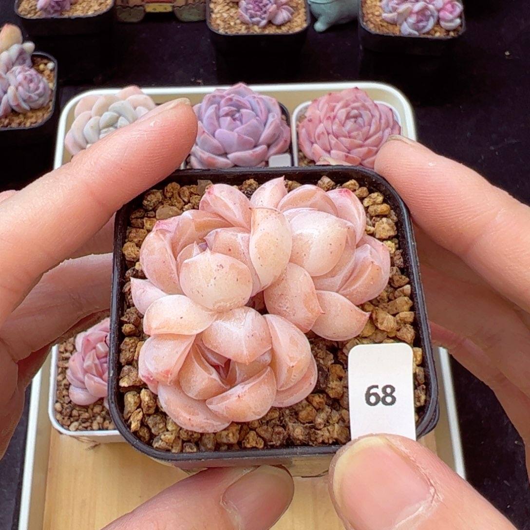 糯刚毅68、哈哈哈哈