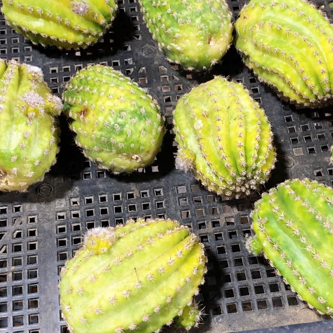 彩 新品3号 /侧芽歪20包邮/有疤