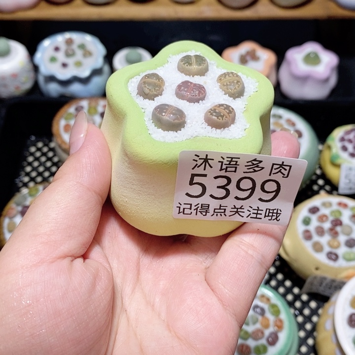 带盆土植物 一物一拍5399