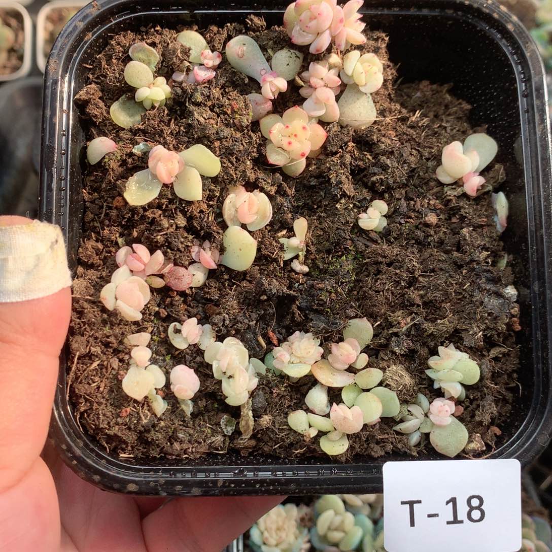 无花朵T18英语英语