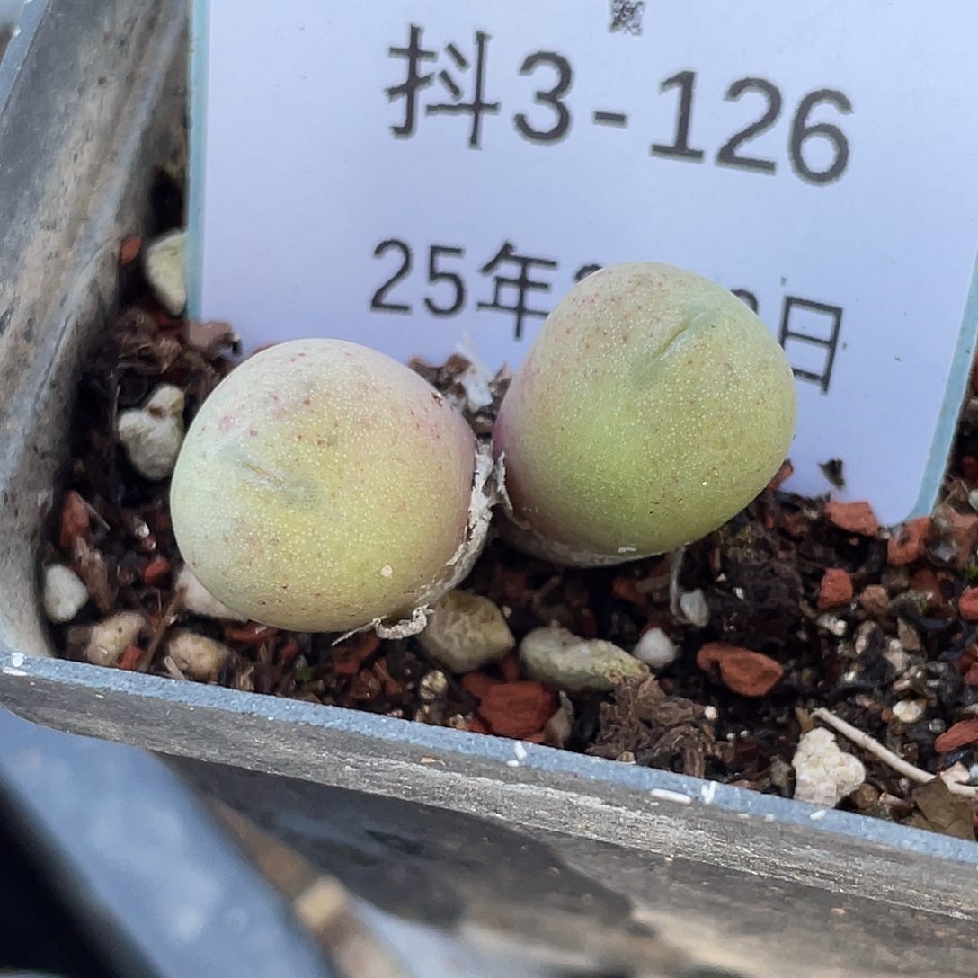 3-126鲁提辖多肉植物