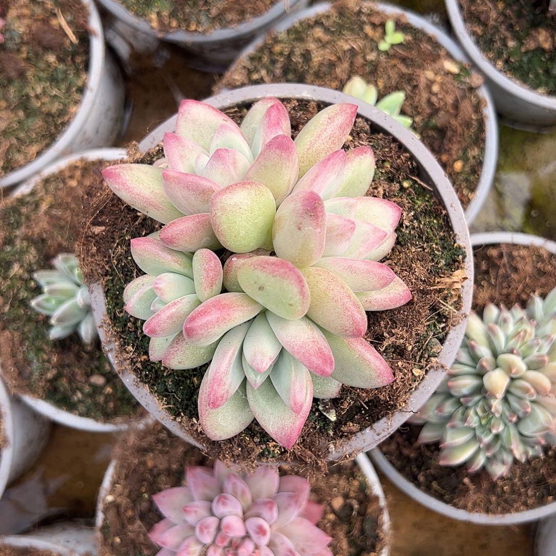 四头赫本鲁斯多肉植物