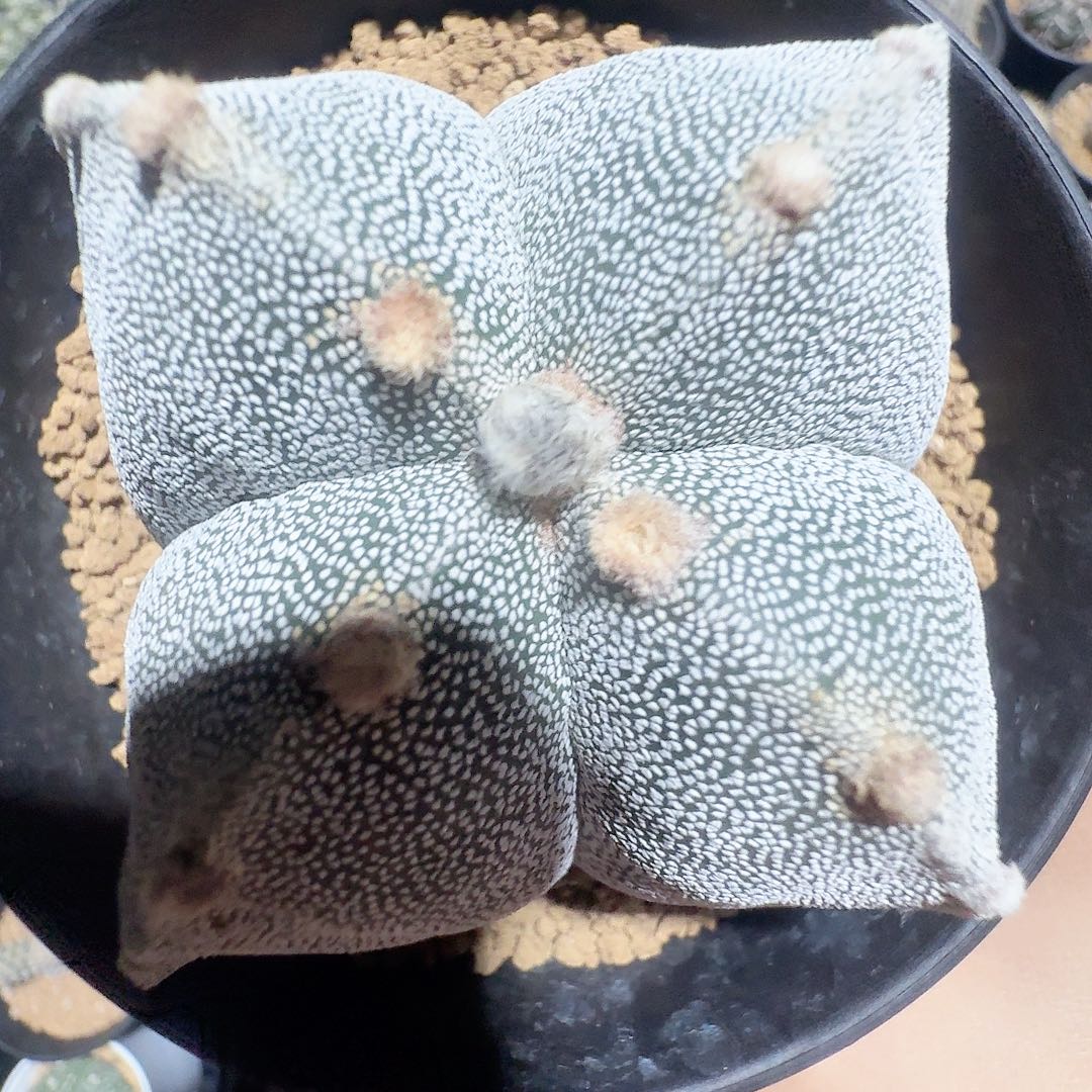 实生恩冢带盆发货