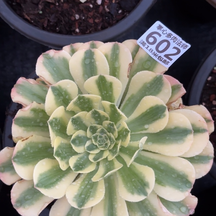 602雪莲掌心多肉法师锦不包侧枝断枝