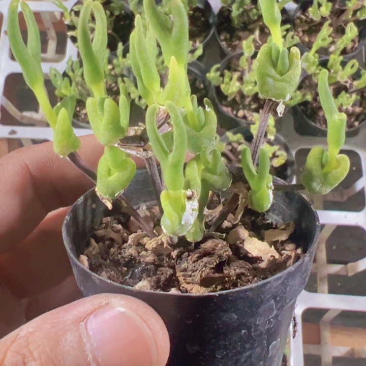 冰糕兔子精品多肉植物