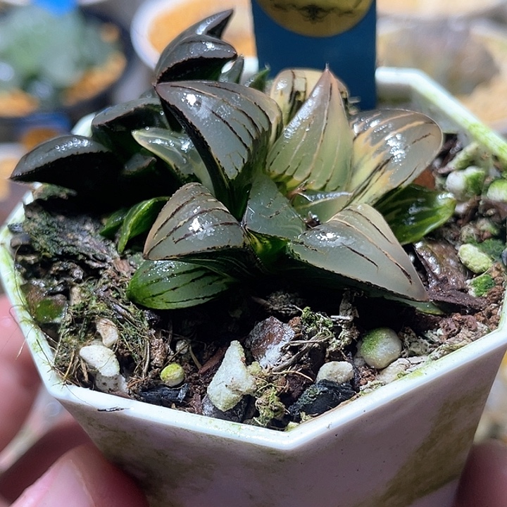 586红纹寿锦特选福利