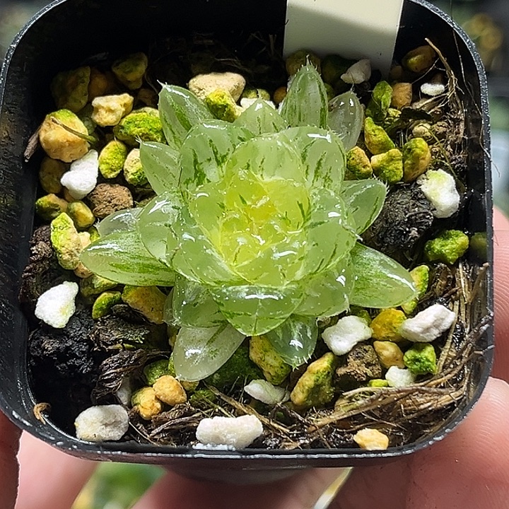 82翠云玉露锦头家多肉十二卷