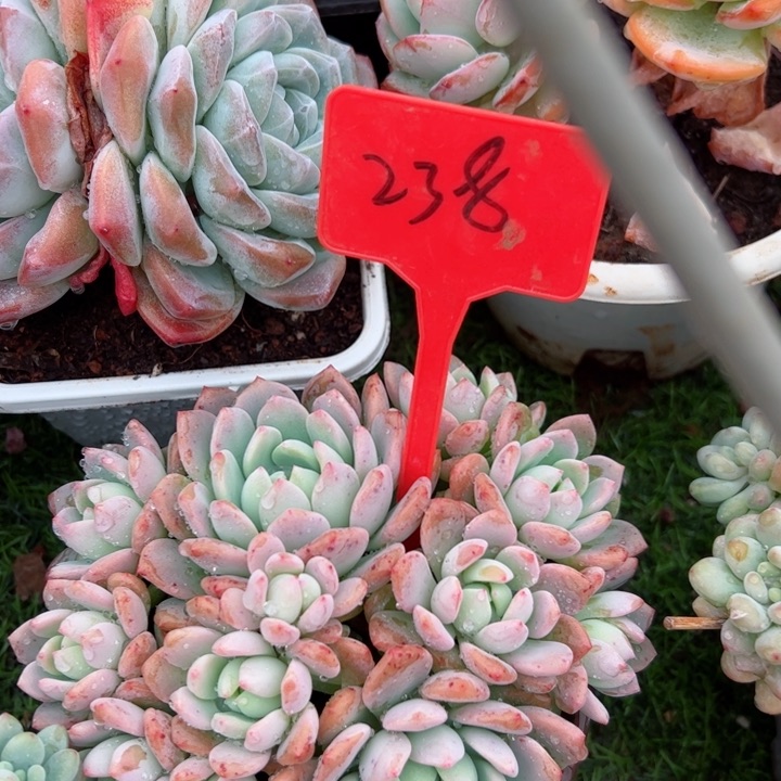 238桃酥平平安安健健康康